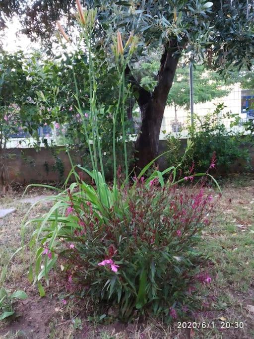 Apartament Anadora 2: Hospitable Stone House With Yard Aleksandropolis Zewnętrze zdjęcie