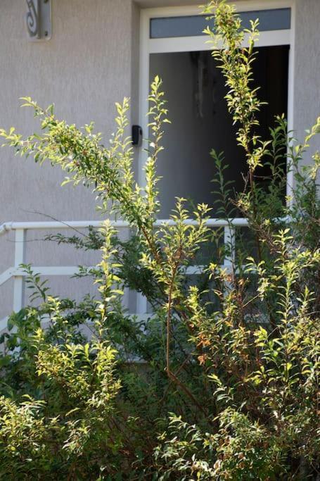 Apartament Anadora 2: Hospitable Stone House With Yard Aleksandropolis Zewnętrze zdjęcie